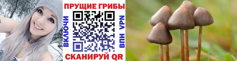 Псилоцибиновые грибы Cubensis  Полевской 